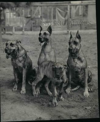 1947 Press Photo Animals Great Dane Dogs