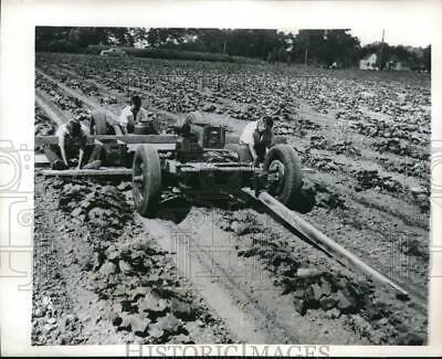 1949 Press Photo View Of Farmer Using Machine To Pick Pickles In Michigan