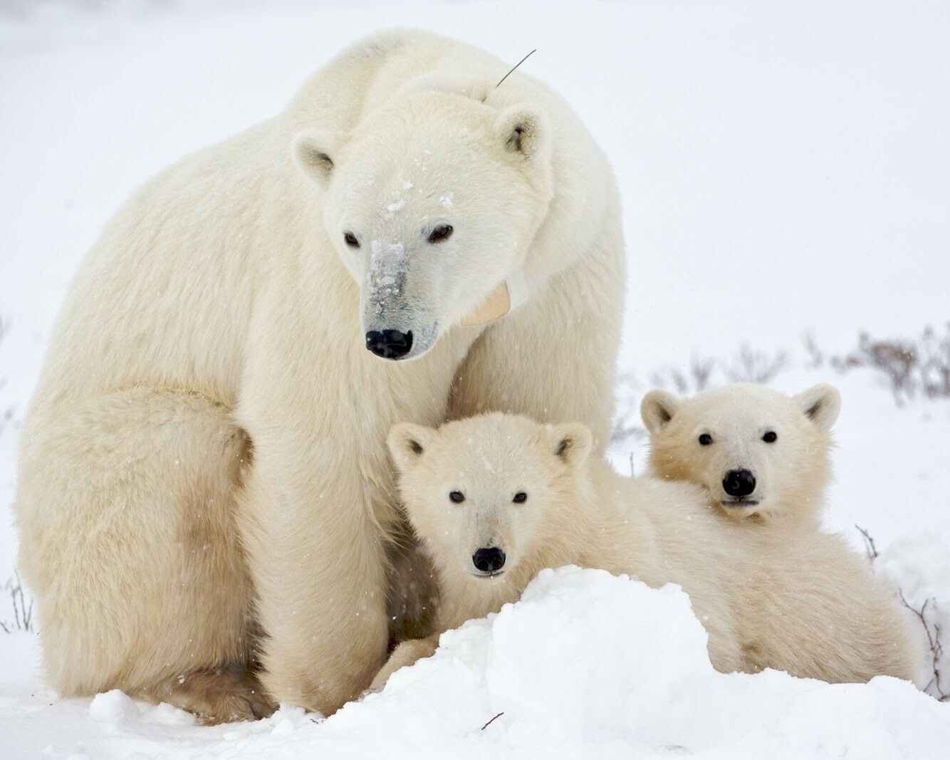 Polar Bears / Bear Cub 8 X 10 / 8x10 Glossy Photo Picture Image #2