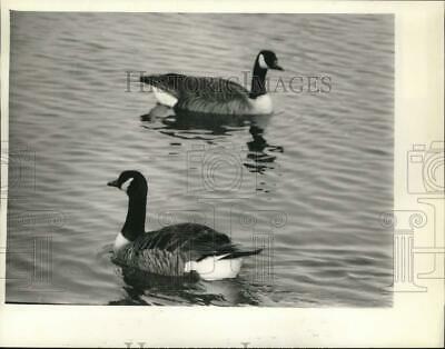 Press Photo Ducks Swimming - Sya67911