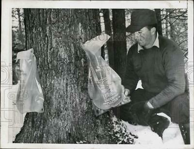 1958 Press Photo James L. Post Of Perry Uses Plastic Bags To Catch Maple Syrup.