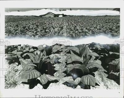 Press Photo Tobacco Growing In Virginia - Hpa47091