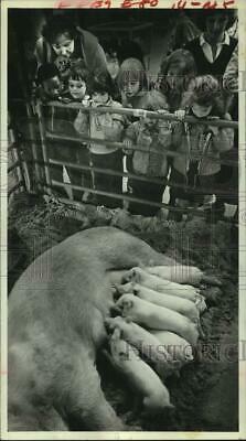 1981 Press Photo Children Watch Sow & Suckling Piglets - Houston Livestock Show