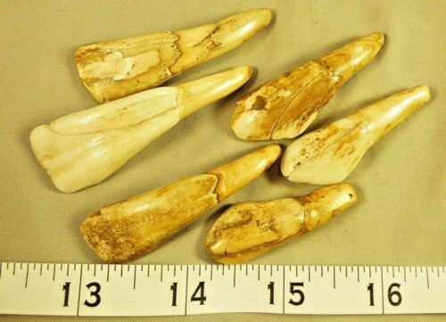 (6) Sioux Indian Drilled Buffalo Teeth Ornamental Beads 200+ Years Old