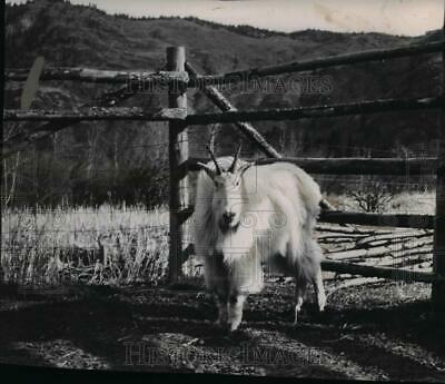 1954 Press Photo Mountain Goat  - Spx04501