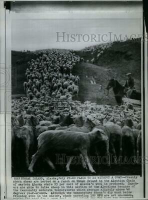 1966 Press Photo Freshly Shorn Sheep On Umnak Island - Rru37065