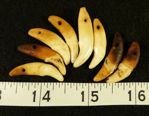(8) Sioux Indian Drilled Canine Coyote Teeth Ornamental Beads Very Old!!