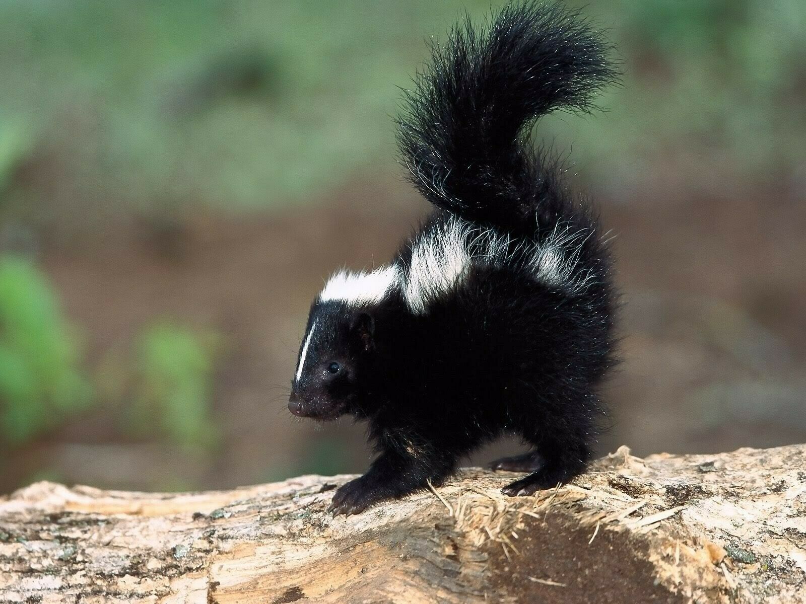 Skunk - Baby Skunk 8x10 Glossy Photo Picture Image #2